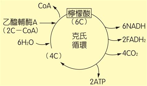 克氏循環口訣